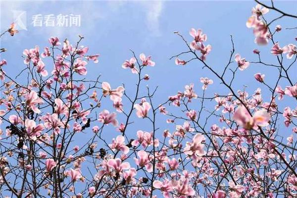 郵報：布萊頓中場博納諾特即將租借加盟利茲聯