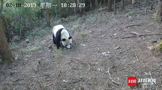 游客