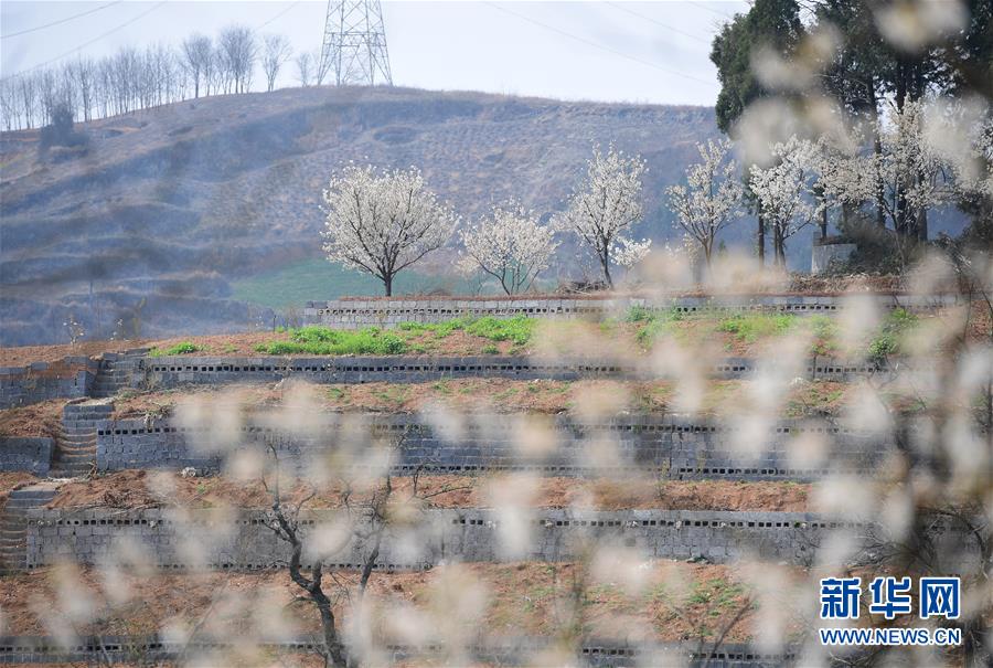 冬小麥進入產量形成關鍵期 東北地區春播進度約兩成