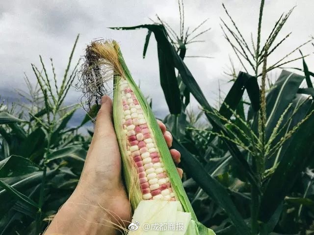 游客