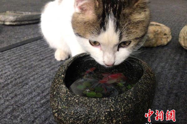 游客