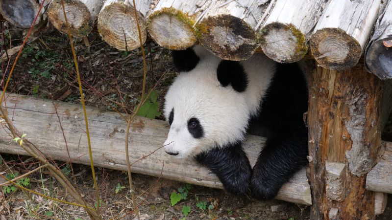 羅馬諾：曼聯貝蒂斯仍在談安東尼，雙方正在討論薪資等細節問題