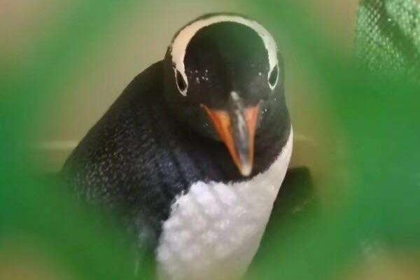 游客